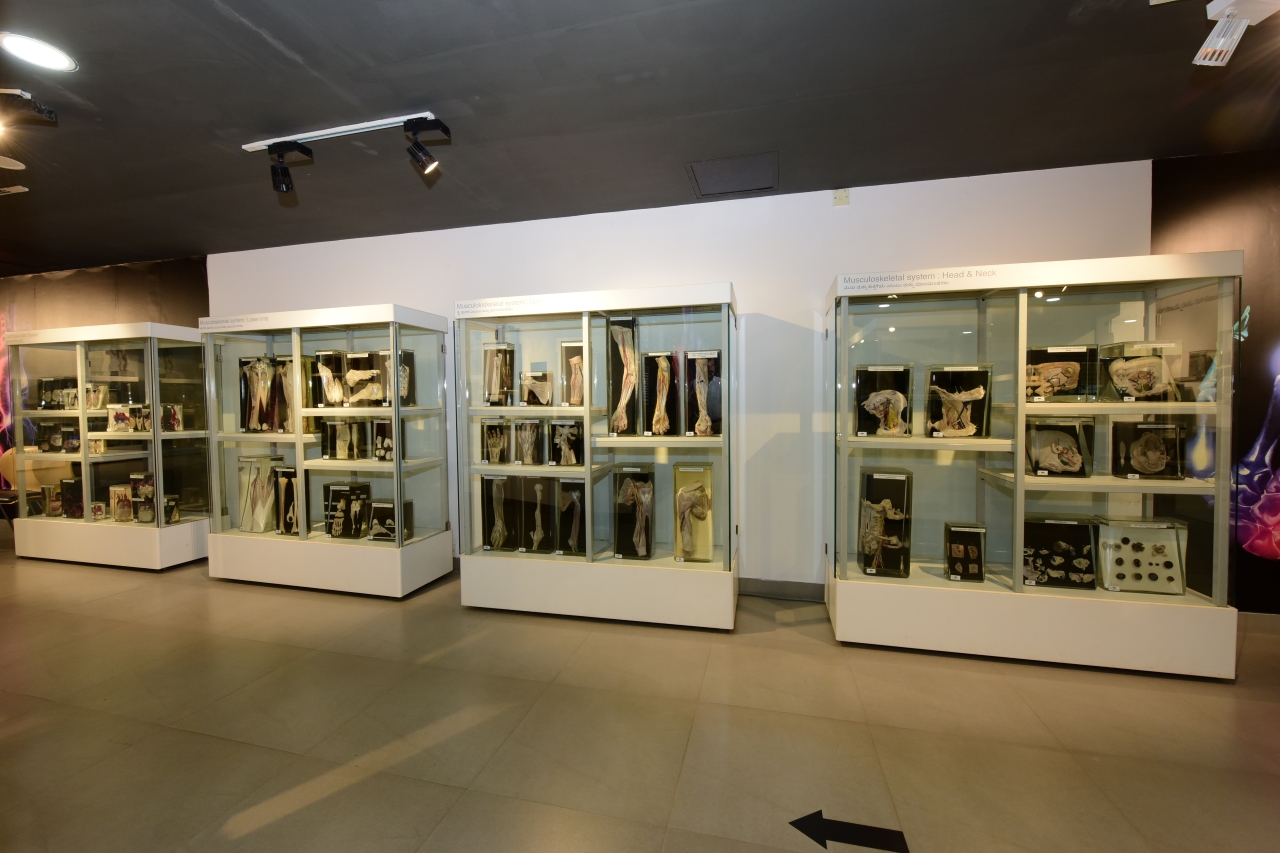 Manipal Anatomy Museum